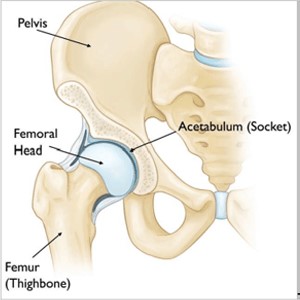 Normal hip anatomy