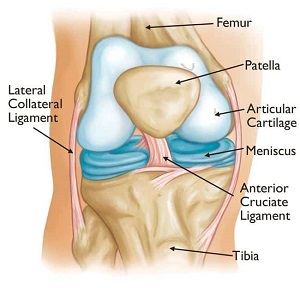 Knee Anatomy